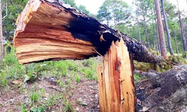 Lâm Đồng: Thanh tra chuyển 10 vụ có dấu hiệu hình sự sang công an