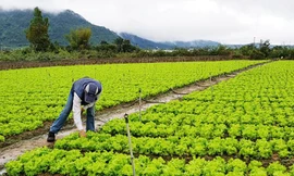 Đột phá giảm nghèo ở xứ rau Đơn Dương