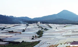 Ngưng thu hồi 410 thửa đất liên quan dự án dân cư lớn nhất Đà Lạt