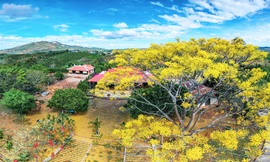 Mê mẩn sắc phượng vàng rằm tháng Giêng trên cao nguyên Lâm Đồng 
