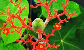 Cảnh báo ngộ độc sau vụ 14 học sinh nhập viện do ăn quả ngô đồng