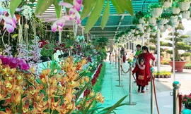 Ngắm hàng trăm giò lan độc đáo tại vườn hoa Đà Lạt