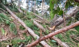 Mở rộng điều tra vụ đốn hạ 143 cây thông để chiếm đất ở Lâm Đồng