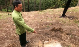 Bắt đối tượng phá rừng đốt gỗ phi tang để chiếm đất