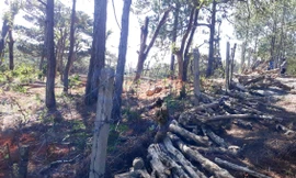 Kỳ lạ những phi vụ ‘chở gỗ về rừng’ ở Lâm Đồng