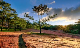 Đồi cỏ hồng lúc hoàng hôn. Ảnh: Võ Trang