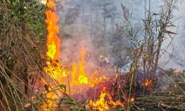 Đà Lạt: Gần 10.000m² rừng thông ở hồ Tuyền Lâm hai lần phát hỏa 