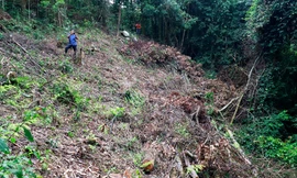 Tàn phá rừng đặc dụng Đà Lạt, phi tang cây dưới vực sâu