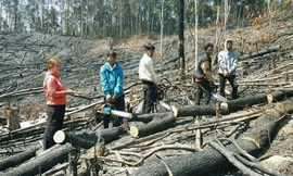 Người đàn bà thuê nhóm đối tượng phá rừng phòng hộ tại Lâm Đồng