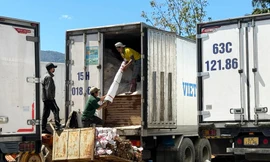 Hàng trăm xe đông lạnh chờ đóng hàng ở làng hoa lay ơn lớn nhất nước