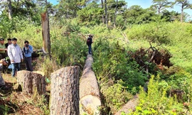 Hàng loạt cây thông bị triệt hạ ngay tại trung tâm TP.Đà Lạt