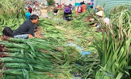 Huyện Đức Trọng triển khai đồng bộ các giải pháp giúp nhiều hộ thoát nghèo 