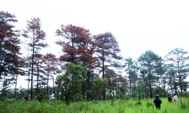 Rừng do Công ty Hà Phong quản lý lại bị đầu độc, Công an vào cuộc điều tra