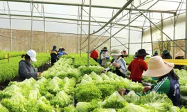 Hai điều chưa từng có vừa xảy ra ở tỉnh Lâm Đồng 