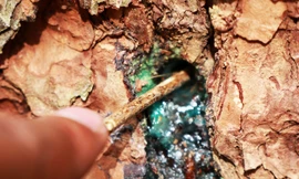 Thông già ở rừng phòng hộ Lâm Đồng bị đầu độc hàng loạt 