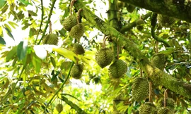 Lâm Đồng: Gam màu sáng ở các buôn làng K’Ho Sre