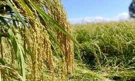 Đặc sản miệt vườn Lâm Đồng: Nếp Quýt, gà Đông Tảo... sẵn sàng dịp Tết