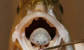 Kí sinh trùng ăn lưỡi cá