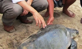 Vích xanh lần đầu xuất hiện tại biển Lăng Cô