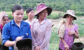 Đào bắt dế ven sông đem bán