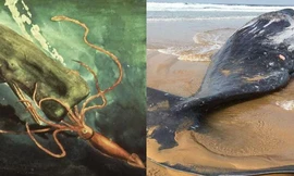 Phát hiện cá voi dạt vào bờ, chuyên gia nhận định một cuộc chiến với mực khổng lồ