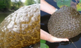 Phát hiện sinh vật lạ từng tồn tại cách đây 470 triệu năm