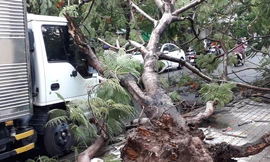 Lại đổ cây phượng vỹ cạnh Trường Đại học Văn hóa TPHCM 