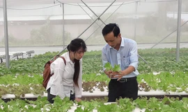 Sản xuất rau quả sạch trên bãi rác ở TPHCM