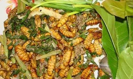 Vị thuốc từ nhộng tằm