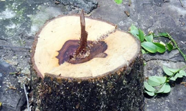 Ba cây sưa đỏ bị chặt trộm trong đêm