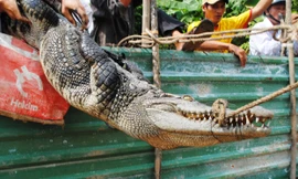 Còn 6 con cá sấu chưa bắt được