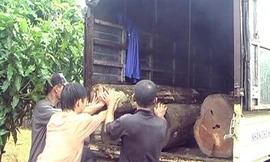 Thu giữ hơn 150 lóng gỗ bị lâm tặc đốn hạ