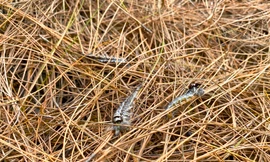 Sâu róm xuất hiện dày đặc 400 con/cây, hàng trăm ha rừng thông ở Nghệ An bị tàn phá