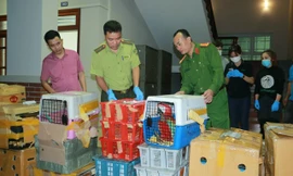 Bắt hai ô tô chở hàng nghìn cá thể trăn, rùa, rắn