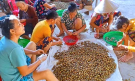 'Lộc trời' trong rừng giúp người dân huyện miền núi thoát nghèo