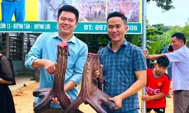 Cặp nhung nai hiếm có nặng gần 12kg hình mào gà vừa được 'chốt đơn'