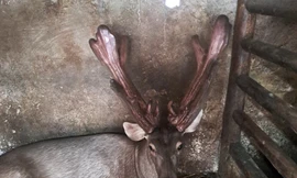 Cặp nai có bộ nhung 'khủng' được bán hơn 700 triệu đồng