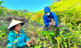 Loại cây trồng trên đỉnh núi cao 1.000 m giúp người dân bản biên giới xóa đói 