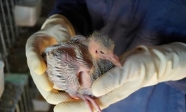 Vươn lên thoát nghèo từ những chú chim bồ câu Titan