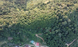 'Người cha' của rừng gỗ quý