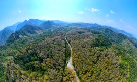 Mê mẩn vẻ đẹp của cánh rừng nguyên sinh mùa thay lá