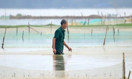 Người dân dựng cọc, chăng lưới chờ vớt 'lộc trời'