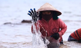 Ngụp lặn với sóng nước, kiếm nửa triệu mỗi ngày từ rong biển