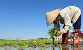 Cận Tết đi 'bán mặt cho đất, bán lưng cho trời' kiếm nửa triệu mỗi ngày