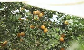 Nông dân bỏ ra hàng trăm triệu 'mắc màn' cho cam