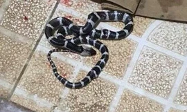 Bé 10 tuổi được cứu sống kỳ diệu khi bị rắn cực độc cắn