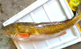 Vụ ngư dân Nghệ An bắt được cá nghi sủ vàng: Nhiều người hỏi mua cá để ăn