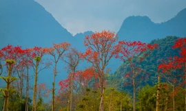 Đẹp nao lòng những chùm hoa gạo đỏ rực vùng quê xứ Nghệ