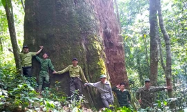 Nghệ An giữ lá phổi xanh của nhân loại