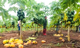 Vụ 'bùng hàng' nghìn tấn đu đủ: Công ty Nafoods chuyển gần 3 tỷ đồng 